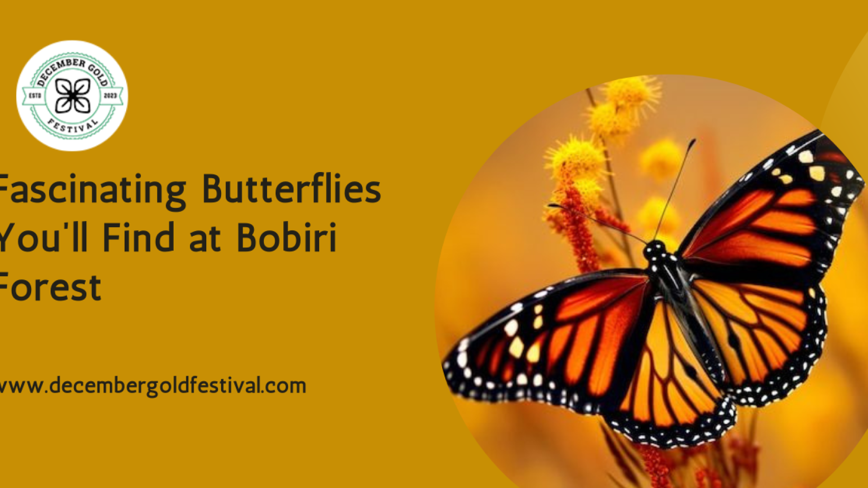 Fascinating Butterflies You’ll Find at Bobiri Forest